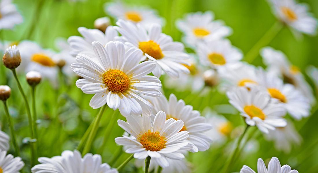 Chamomile: An In-Depth Look at this Relaxing Fragrance – LAFCO New York