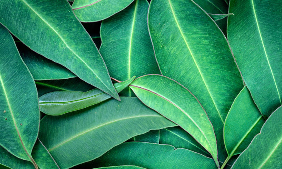 Eucalyptus: An In-Depth Look at this Fresh & Relaxing Fragrance - LAFCO ...