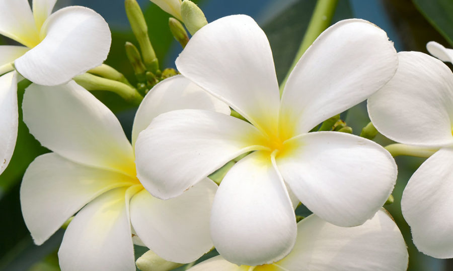 Frangipani: An In-Depth Look at Where This Fragrance Comes From - LAFCO ...