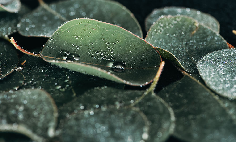 What Does Eucalyptus Smell Like? - LAFCO New York