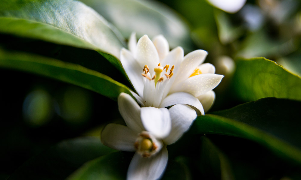 What Does Orange Blossom Smell Like? - Bois de Jasmin